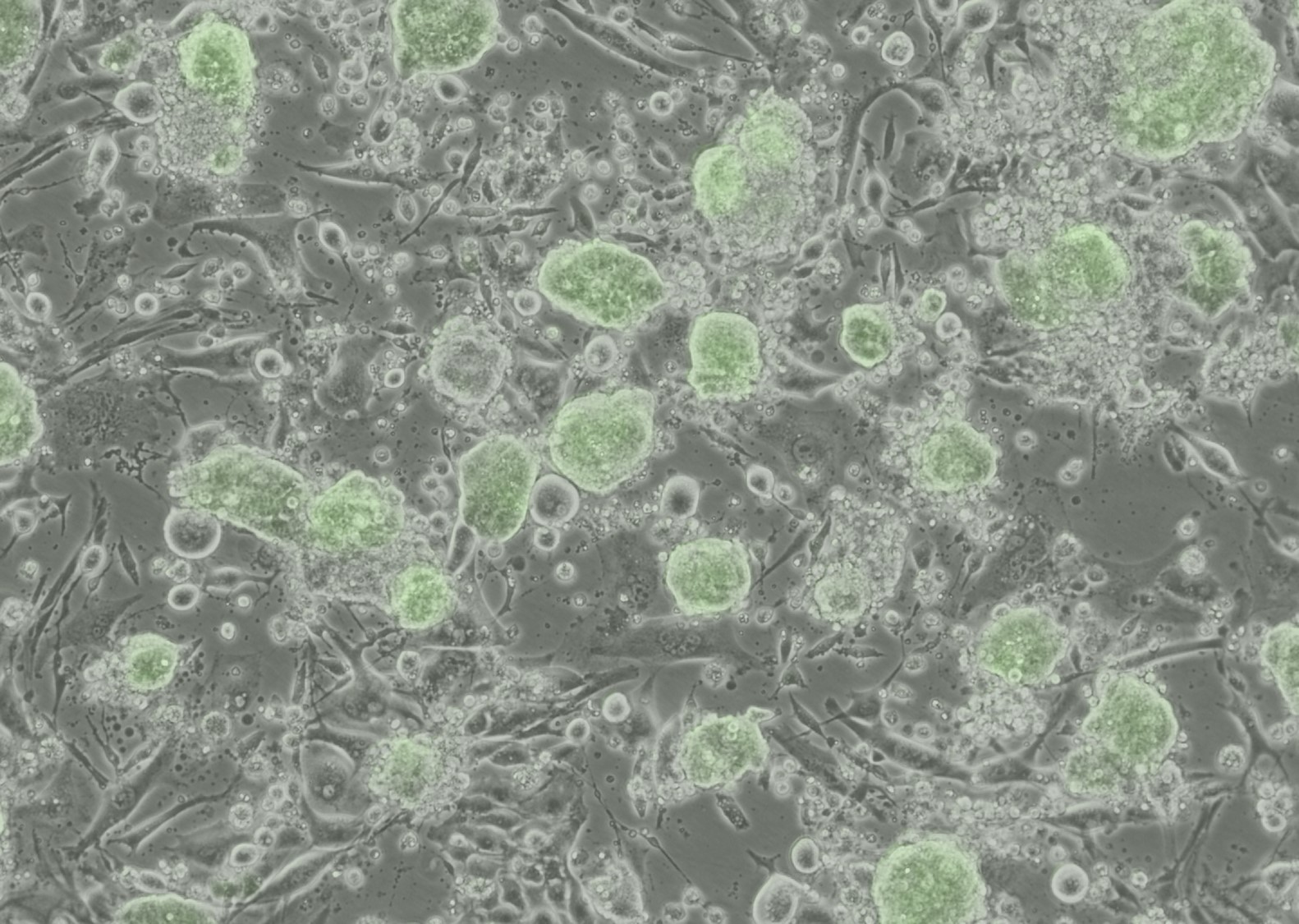 幹細胞科研取得突破性發展，為胚胎發育、再生醫學、生物科技及農業研究開拓新路程，圖中綠色部分為Oct4表達的小鼠擴展潛能胚胎幹細胞